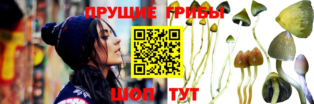 Вязьма  Псилоцибиновые грибы Magic Shrooms  Вход с VPN 